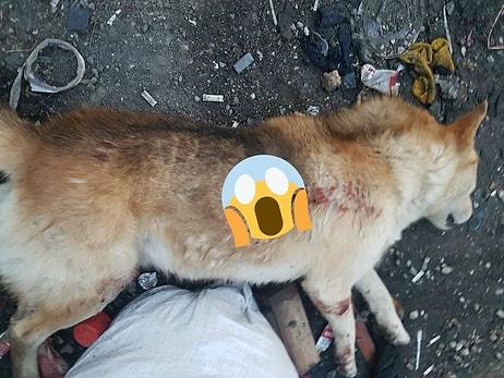 Konya'da Bir Köpek 'Dişi Köpeğe Yaklaştığı İçin' Tabanca ile Vurularak Öldürüldü