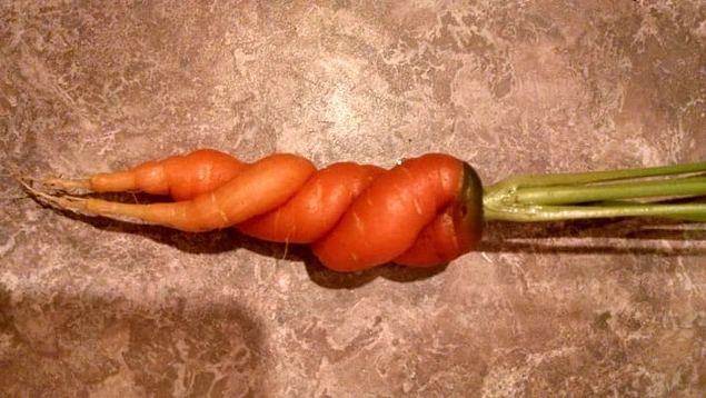 Причудливо переплетённая морковь