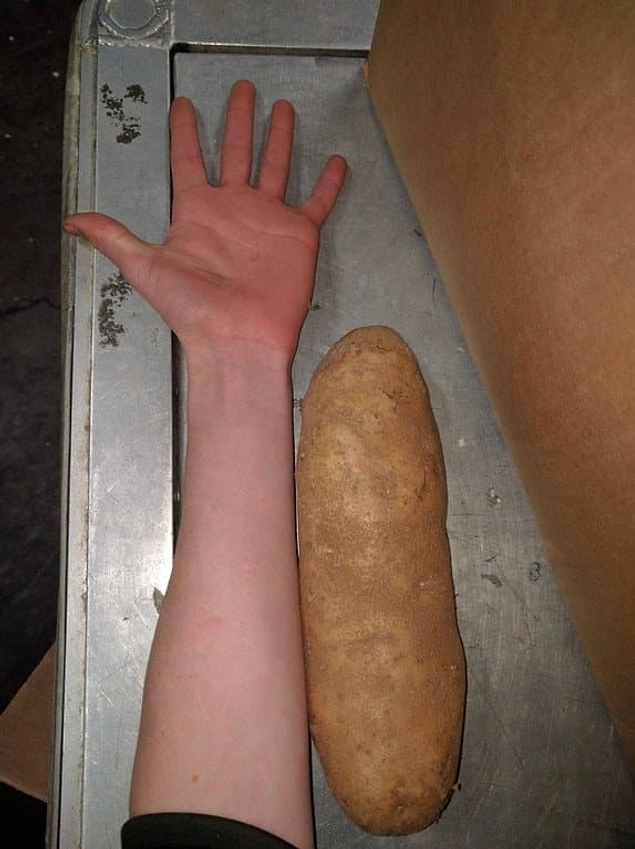 Картофелина длиной с руку! 😳