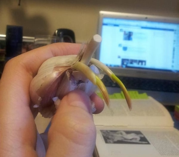 13. Чеснок с клыками вампира