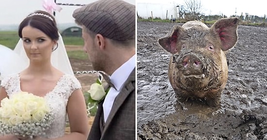 Невеста была в бешенстве, узнав, что жених организовал свадьбу на свиноферме