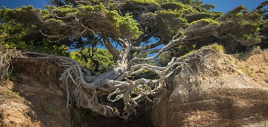 15 нереально крутых деревьев, которым плевать на обстоятельства