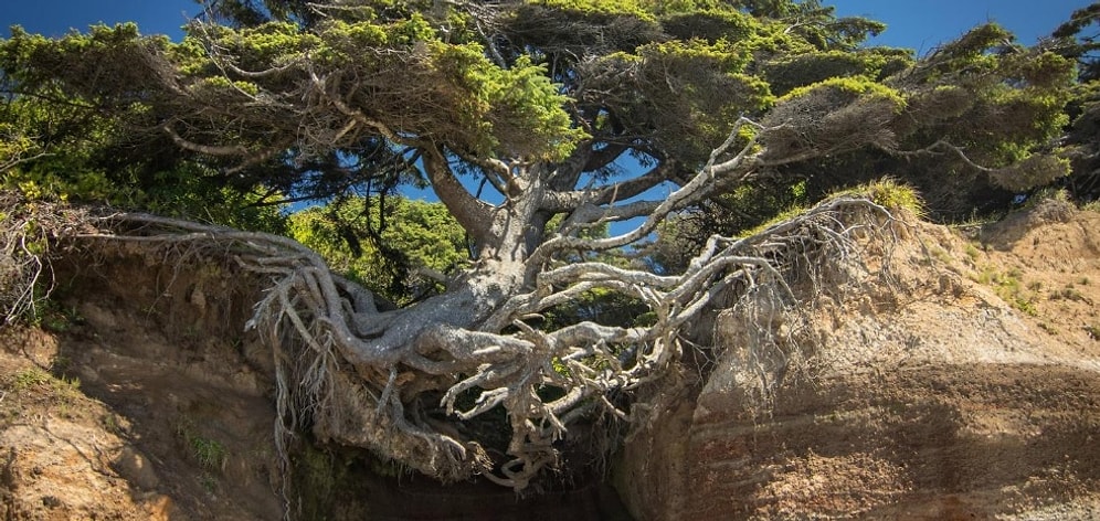 15 нереально крутых деревьев, которым плевать на обстоятельства