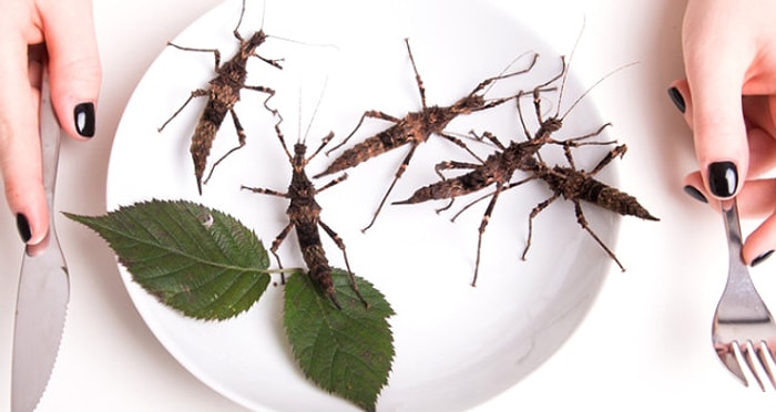 İsveçli Bilim İnsanları Araştırdı: Yılda 1 Kilo Böcek Yiyoruz!