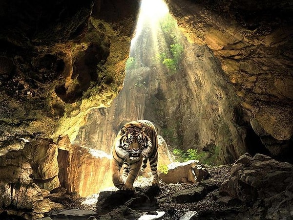 3. А теперь выберите животное