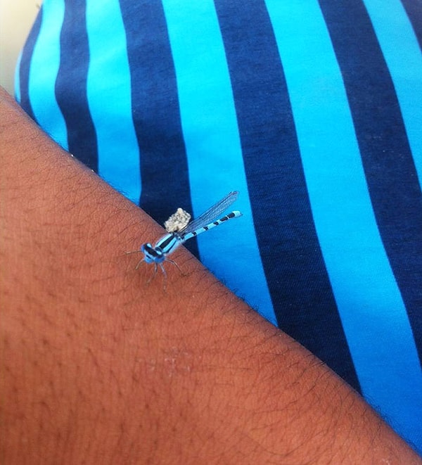 18. Плавки и стрекоза