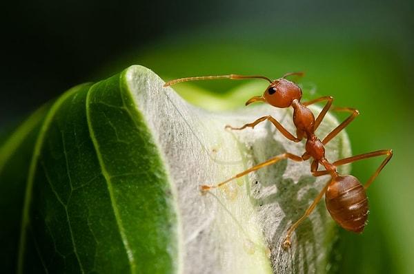 12. Karıncalar yeryüzündeki hayvan biyokütlesinin %15’ini oluşturuyor.