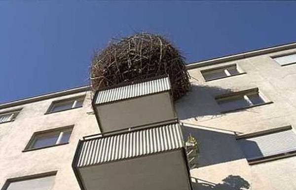8. Кто свил на балконе огромное гнездо? Наверное, хозяин!