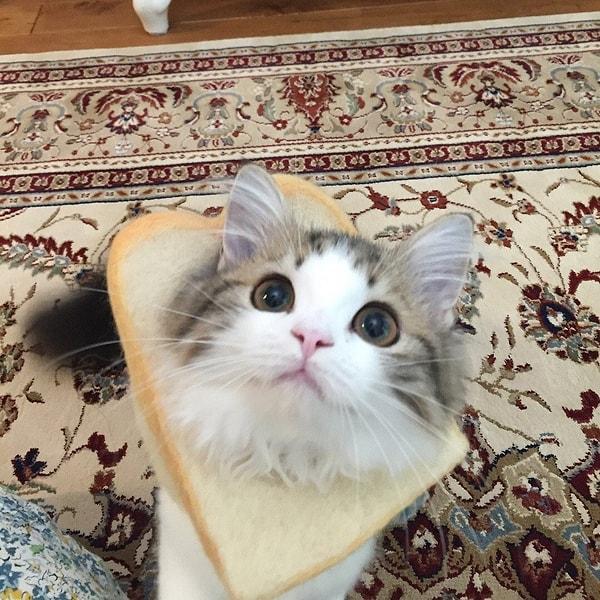 3. Kediş sandviç 😍