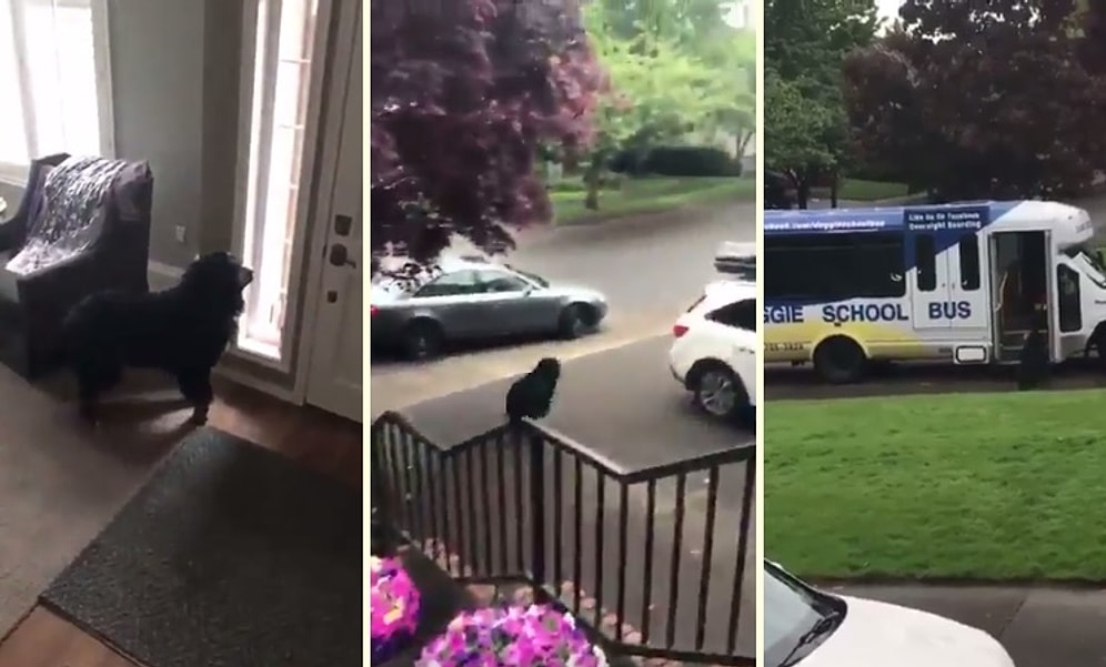 Köpek Okuluna Giden Köpeğin Servisi Geldiğinde Yaşadığı Büyük Sevinç