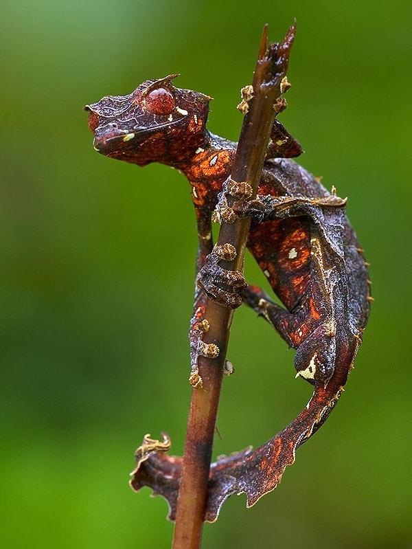 10. Şeytani yaprak kuyruklu gecko. 👹