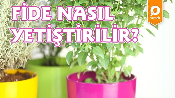 Elinin Altında Her Daim Tazecik Otlar Bulundurmak İsteyenlere Fide Nasıl Yetiştirilir?