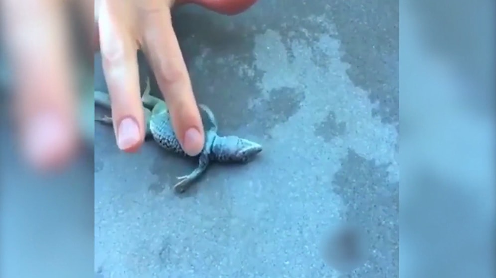 Kertenkeleye Kalp Masajı Yaparak Hayata Döndüren Adam