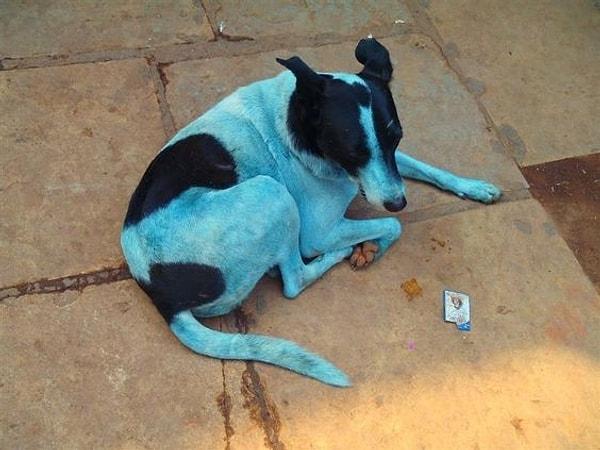 Geçtiğimiz hafta Navi Mumbai Hayvan Koruma Derneği tüyleri maviye dönen köpeklerin fotoğraflarını çekti ve resmi mercilere şikayetlerde bulundu.