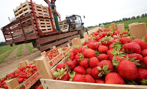 1. Этот совхоз - крупнейший поставщик клубники.