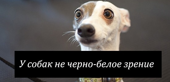 17 неожиданных фактов, которые заставят вас почувствовать себя Джоном Сноу