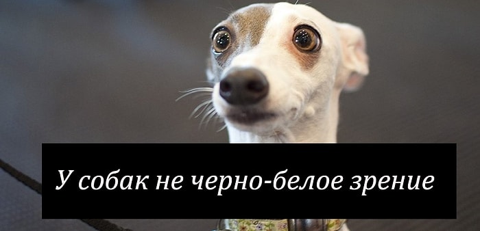 17 неожиданных фактов, которые заставят вас почувствовать себя Джоном Сноу