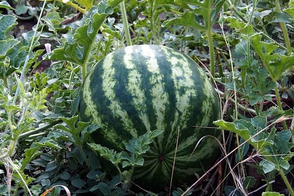 4. А еще арбуз должен быть гладким.