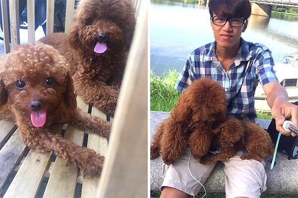 Vietnamlı Tran ve iki birbirinden tatlı köpeğiyle tanışın!