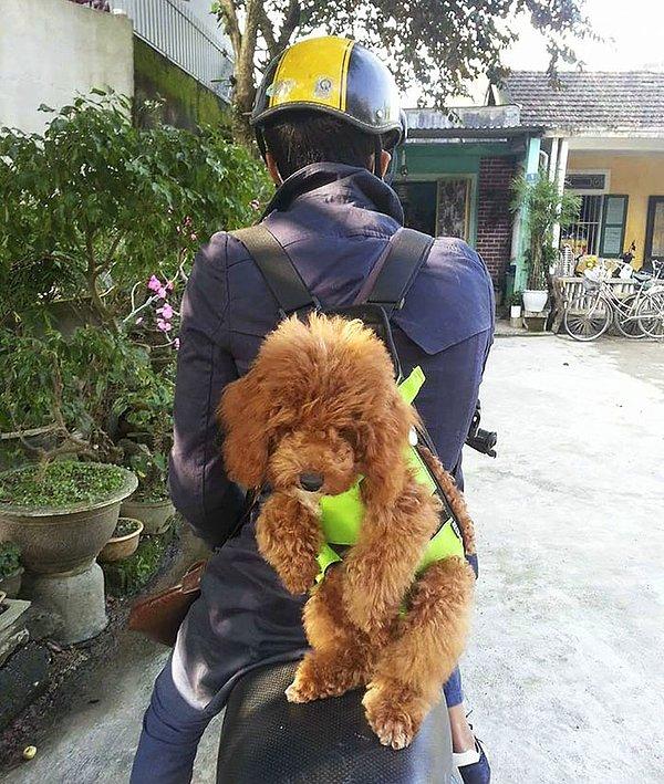Tran, nereye giderse gitsin, köpeklerini sırtında taşımayı çok seviyormuş.