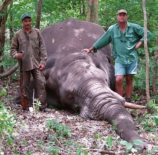 Bir Kez Daha Kibirinin Kurbanı Oldu İnsan: Peşine Düştüğü Fil Tarafından Ezilerek Öldürülen Avcı