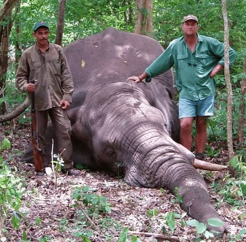 Bir Kez Daha Kibirinin Kurbanı Oldu İnsan: Peşine Düştüğü Fil Tarafından Ezilerek Öldürülen Avcı