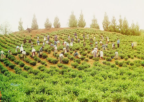 6. Что собирают рабочие на поле?