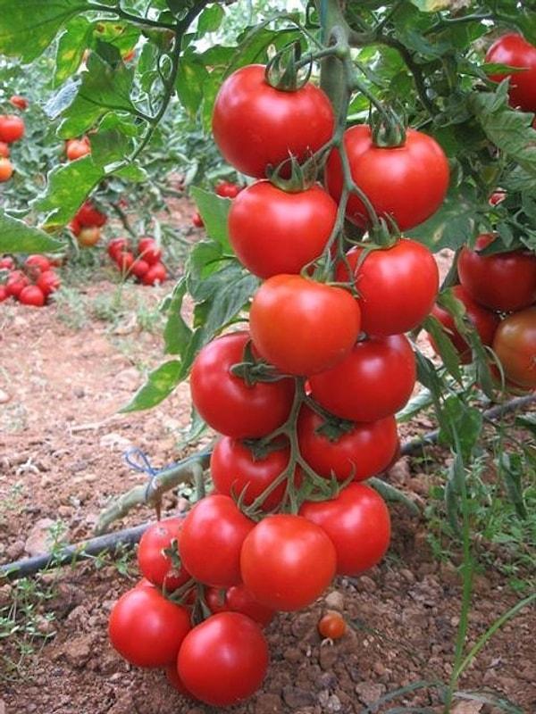 1. En bilinen domateslerden başlayalım...