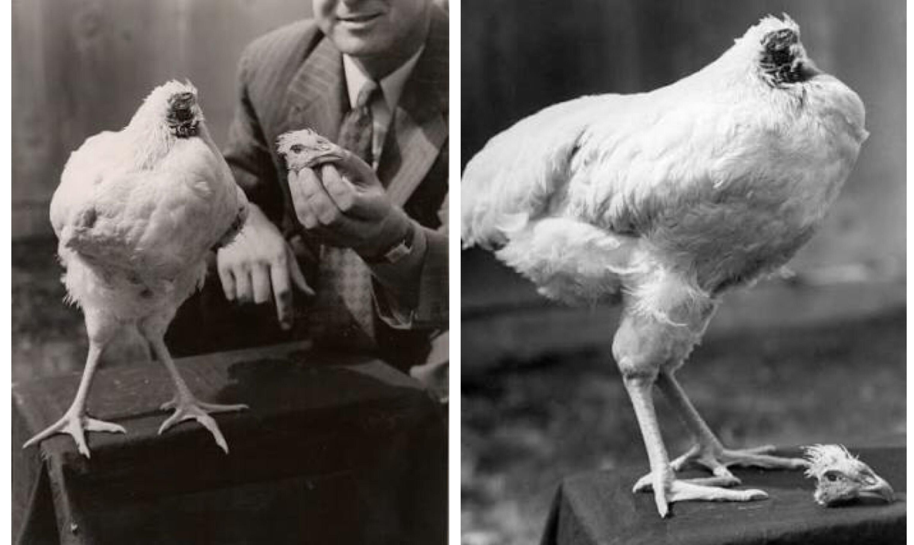 Курица жила без головы. Безголовый цыпленок Майк. Петух Майк прожил без головы 18 месяцев. Майк Безголовый петух проживший.