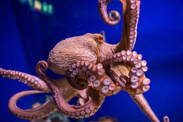 17. Ve son olarak da yazar Mongtomery'ye göre, ahtapotun İngilizcesi 'octopus' kelimesindeki çoğul karmaşası aslında tamamen yanlış!
