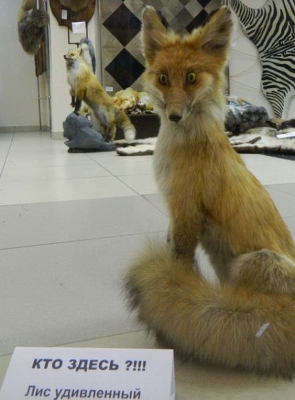 18. Интересно, как быстро он станет мемом?