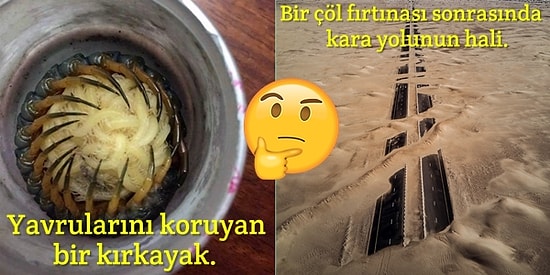 Saçma Bir Magazin Haberi Yerine Doğayı Merak Edenlerin Hayran Kalacağı 19 Görüntü