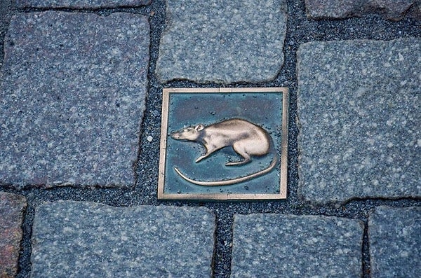 8. Существует даже праздник, посвященный охоте на крыс.