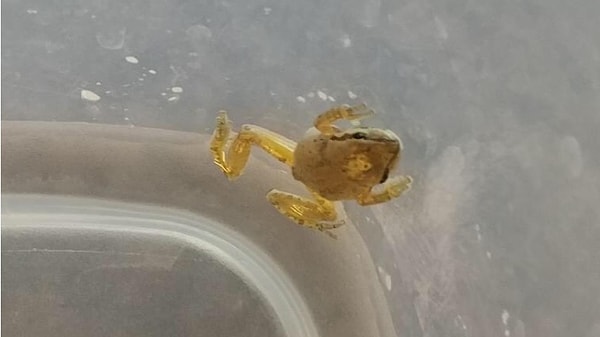 Becky Garfinkel 'ölümden dönen' kurbağayı sahiplendi, adını 'Lucky' (Şanslı) koydu ve onu eski bir akvaryuma yerleştirdi.