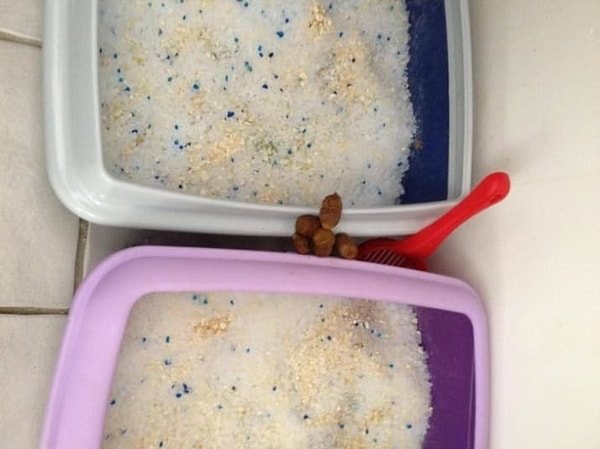 2. Упс, кажется, котик промахнулся сразу мимо двух лотков