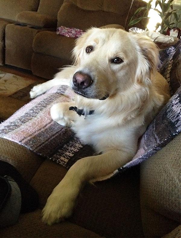 22. Sadece battaniyenin üzerinde kalma şartıyla kanepeye çıkmasına izin verilen bir köpek.