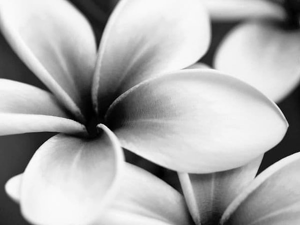 4. В какой цвет вы бы раскрасили этот цветок?