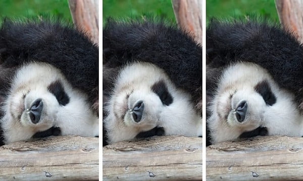 4. Что насчет этой панды?