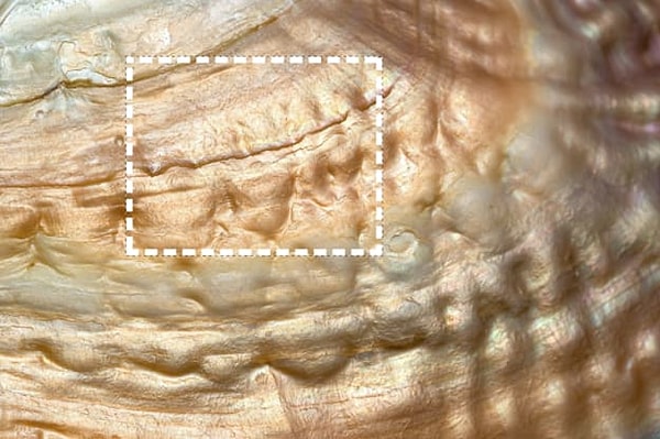 Посмотреть правильный ответ: