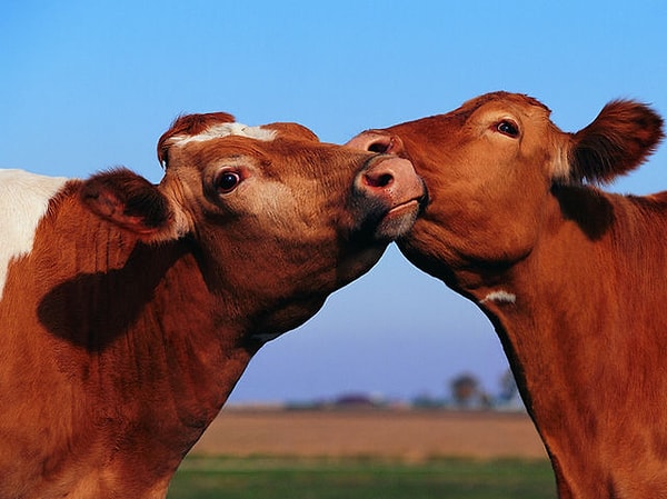 Коричневый!