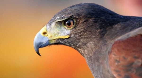 10. Всюду бери с собой своего сокола