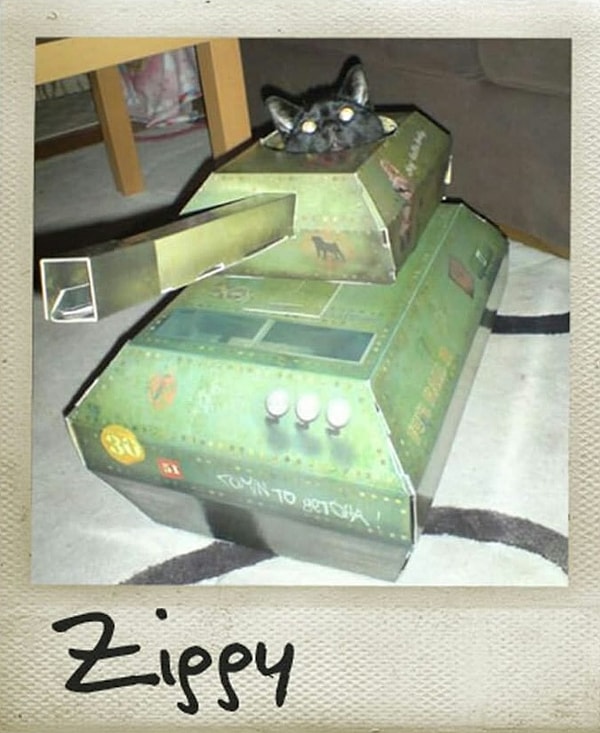 2. Все игрушки для котиков сделаны из твердого картона