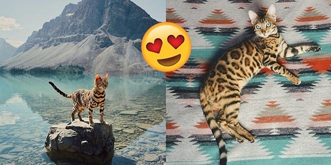 Atıldığı Maceralarla ve Seyahat Fotoğraflarıyla Hepimizi Kıskandıran Gezgin Kedi Suki!
