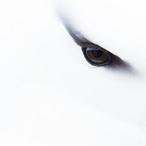 8. Albatross Eye Close-up (Yakından Albatros Gözü) - Jessica Winter, Detaya Verilen Dikkat Kategorisi: Bronz
