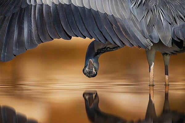 9. Grey Heron (Gri Balıkçıl) - Ahmad Al-essa, Kuveyt, Detaya Verilen Dikkat Kategorisi: Gümüş