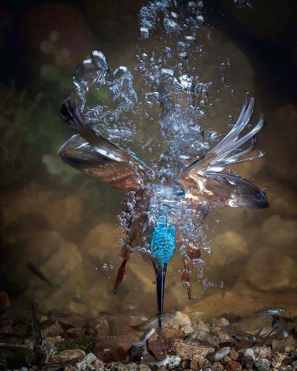 15. I Lost My Mom, Common Kingfisher (Annemi Kaybettim, Bayağı Yalıçapkını) - Fahad Al-enezi, İspanya, Kuş Davranışı Kategorisi