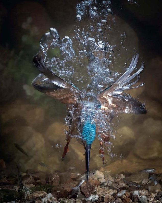 15. I Lost My Mom, Common Kingfisher (Annemi Kaybettim, Bayağı Yalıçapkını) - Fahad Al-enezi, İspanya, Kuş Davranışı Kategorisi