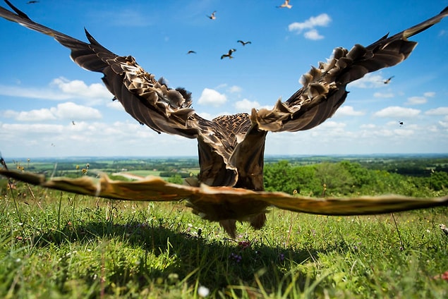 20. Wide-angle Kite, Red Kite (Geniş Açılı Uçurtma, Kızıl Çaylak) - Jamie Hall, İngiltere, Uçan Kuşlar Kategorisi