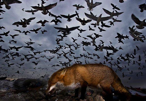 23. Seagulls And Fox (Martılar ve Tilki) - Gabor Kapus, Uçan Kuşlar Kategorisinde Şeref Ödülü
