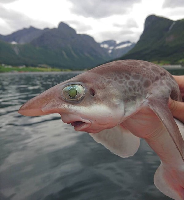12. Рыба с человеческим лицом😵